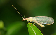 Green lacewing (Chrysoperla carnea)